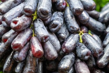 Olgun siyah üzümler bir araya toplanır ve bir pazarda gün ortası ışığı altında koyu renk ve doğal parıltılarını sergilerler. Hareketli gösteri müşteriler için cazip..