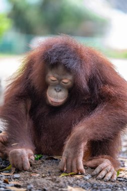 Genç bir orangutan yerde oturuyor ve ilginç bir şekilde çevreyi keşfediyor. Tapınak yeşilliklerle dolu ve yumuşak güneş ışığı hayvanın zengin kürküne vurgu yapıyor..