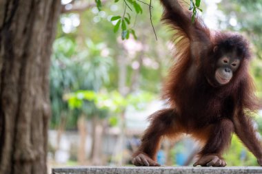 Genç bir orangutan, ağaçlar ve bitkilerle dolu canlı, yeşil bir yaşam alanını keşfedip doğal merakını sergileyerek, etrafını neşeyle dolaşır..