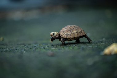Küçük bir kaplumbağa nemli bir yüzey boyunca yavaşça hareket eder, çevresi yeşilliklerle çevrilidir. Doğal ışık, dış mekanın barışçıl atmosferini gösteren desenli kabuğunu vurgular..