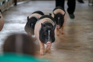 Pek çok domuz, eşsiz siyah ve pembe paltolarını vurgulamak için çiftlik hayvanlarının bulunduğu bir alanda beton bir patika boyunca yürür. Ortam çiftlik ortamını işaret ediyor, muhtemelen sabahın geç saatlerinde..