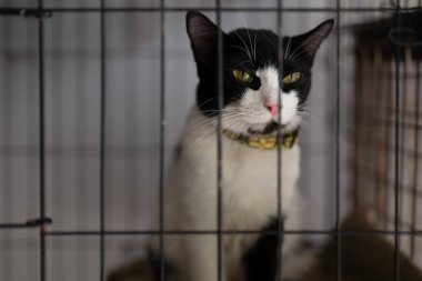 Parlak yeşil gözlü siyah beyaz bir kedi bir hayvan barınağında rahat bir kafesin içinde oturuyor. Ziyaretçiler hakkında meraklı görünüyor, sevgi dolu bir evi bekliyorlar. Hava sıcak ve davetkar..