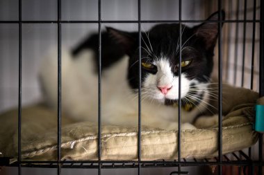 Siyah ve beyaz bir kedi, bir hayvan barınağındaki kafesteki yumuşak bir yatakta rahatça dinlenir. Atmosfer sakin, öğleden sonra ışığı nazikçe etrafı aydınlatıyor..