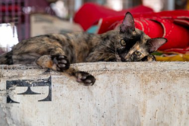 Sakin bir kaplumbağa kabuğu kedisi yumuşak bir yüzey üzerinde rahat bir şekilde yatar, patileri açılır ve gözleri yarı kapalı, sıcak ışığın keyfini çıkarır..