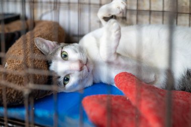 Oyuncak bir kedi, yumuşak oyuncaklarla çevrili rahat bir kafesin içinde rahatlar. Kedi pençelerini kaldırarak poz verir ve öğleden sonra boyunca hayvan barınağındaki huzurlu ortamın tadını çıkarır..