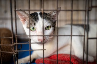 Yeşil gözlü bir kedi bir hayvan barınağında metal bir kafesin içinde yatıyor. Kedi dikkatle ziyaretçilere bakıyor, merak ve ihtiyatın bir karışımını sergiliyor. Yumuşak yatak konfor sağlar..