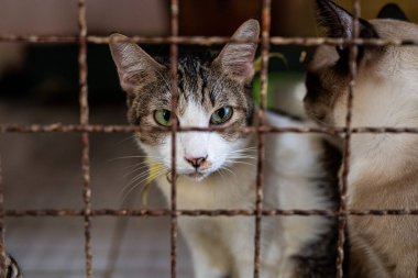 İki kedi, hayvan barınağındaki paslı bir kafesin parmaklıklarından bakıyor. Bir kedinin belirgin işaretleri ve yeşil gözleri var, diğeri ise açık renk, çevreleriyle ilgili merakı gösteriyor..