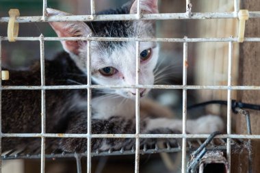 Gri ve beyaz kürklü genç bir kedi bir hayvan barınağında küçük bir kafeste sessizce yatıyor. Yumuşak güneş ışığı parmaklıkların arasından süzülerek sakin bir atmosfer yaratır..