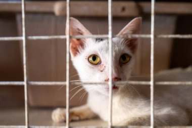 Farklı sarı gözlü beyaz bir kedi bir hayvan barınağındaki kafesin parmaklıklarından bakar. Çevre sakin, kedinin merakını ve ilgiye olan özlemini vurguluyor..