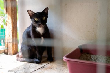 Yeşil gözlü siyah bir kedi, etrafını ahşap bir yapı ve kum kabı sarmışken bir barınakta sessizce oturur. Parlak güneş ışığı içeri süzülüp sıcak bir atmosfer yaratıyor..