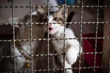 Karmaşık ceketli genç bir kedi pençelerini bir kafesin parmaklıklarına doğru uzatarak öğleden sonra yerel bir hayvan barınağında ilgi ve etkileşim arzusunu ifade eder..