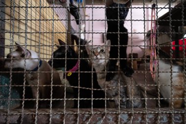 Sığınakta metal bir ızgaranın arkasında birkaç kedi görülmüş, merak gösteriyorlar. Bazıları tasma takarken diğerleri içgüdüsel olarak uzanıyor. Ortam umutla dolu..