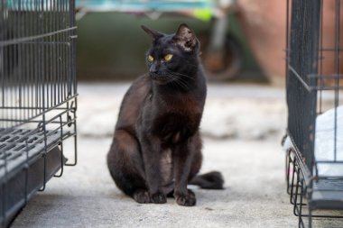 Sarı gözlü siyah bir kedi bir hayvan barınağında iki metal kafesin arasında zarifçe oturuyor. Güneş ışığı içeri doluyor, kedinin parlak tüylerini ortaya çıkarıyor..