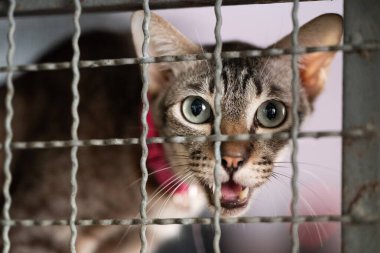 Büyük gözlü gümüş bir tekir kedi bir barınağın parmaklıklarının arkasından dışarı bakıyor. Kedi meraklı görünüyor ve potansiyel evlatları beklerken ses çıkarıyor..