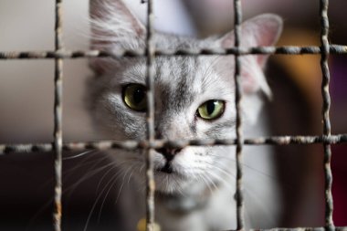 Gri renkli yeşil gözlü bir kedi, metal bir kafesin parmaklıklarından bakıp özgürlük ve arkadaşlık arzusunu vurguluyor..