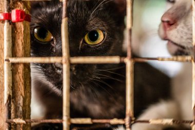 Parlak sarı gözlü siyah bir kedi bir kafesin parmaklıklarının arkasından dikkatle izlerken, bir yoldaş kedi onun yanında kısmen görülüyor, bir beklenti hissi yaratıyor..