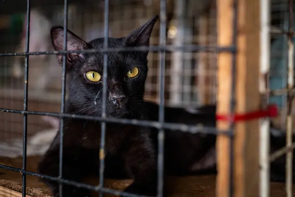 Canlı sarı gözlü siyah bir kedi bir hayvan barınağında bir kafesin içinde yatıyor. Kedi, çevresini gözlemlerken sakin görünüyor ve bir ailenin onu evlat edinmesini bekliyor..