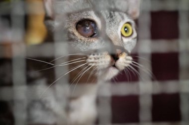 Eşsiz bir göz rengi olan bir kedi tel örgü örgü örerek tuhaf bir şekilde bakar. Ayar bir hayvan barınağı, gün ışığı içinden geçiyor..