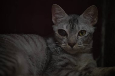 Gri bir tekir kedi akşam boyunca evde rahat bir şekilde dinlenir. Bir gözü sarı-yeşile vururken, diğer gözü koyu bir görünüme sahip ve gizemli atmosferini arttırıyor..