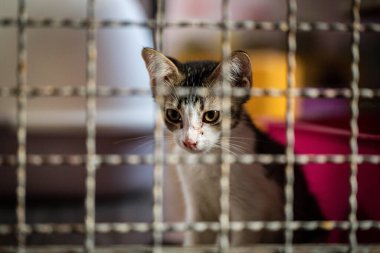 Bir hayvan barınağında evlat edinilmeyi beklerken küçük bir tekir kedi yavrusu kafesin parmaklıklarından bakar. Sıcak güneş ışığı, meraklı gözlerini ve narin özelliklerini aydınlatır..