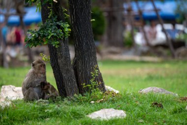 Maymunlar yemyeşil bir parkta ağaçların altında güneşli bir günün tadını çıkarıyorlar. Yoldan geçenler arka planda görülebiliyor, bu neşeli hayvanların etrafında canlı bir atmosfer yaratıyor..