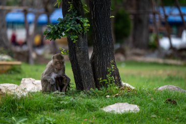 İki maymun bir ağacın altında yan yana oturur, tımar etme davranışları sergilerler. Ağaçlar sakin bir öğleden sonra gölgeyi sağlarken, yemyeşil çimenler onları sarar..