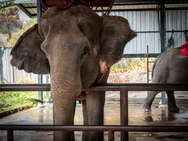 Bir yaban hayatı barınağındaki muhafazada iki fil var. Bir fil, özelliklerini sergileyerek bir bariyerin yakınında duruyor. Sıcak bir öğleden sonra ve onlar çevrelerinin tadını çıkarıyorlar..