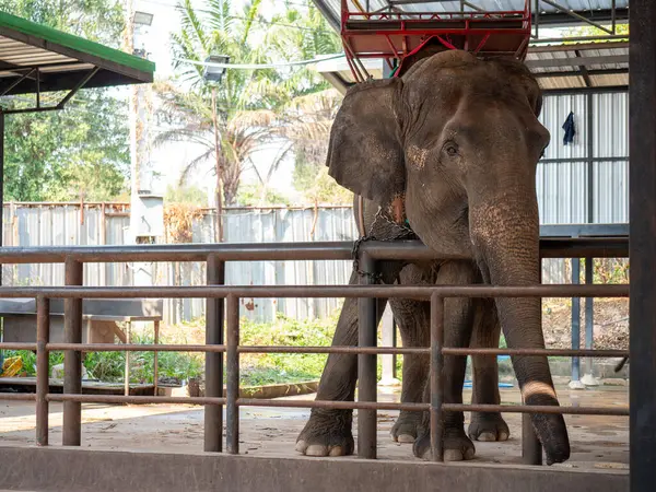 Sığınakta bir fil sakince duruyor, bir halatla korunuyor. Çevresindeki yeşillik, barışçıl bir doğal çevreye işaret ediyor.