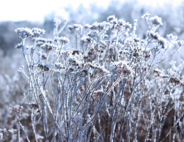 Morning Winter Frost Forest Litter Dry Plants Crystal Hoarfrost Covered — 图库照片