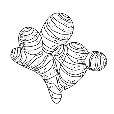 Zencefil kökü. Beyaz arkaplanda izole edilmiş siyah çizgi vektör el çizimi çizimi. Baharatlı otun orijinal tasarımı.