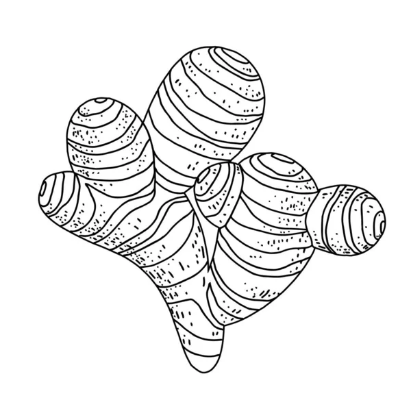 姜根植物 黑色等高线矢量手绘插图孤立于白色背景 香喷喷的香草原始设计 — 图库矢量图片