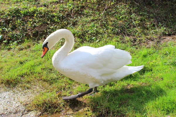 Hermoso Cisne Blanco Orilla Del Estanque Sobre Hierba Verde Pájaro —  Fotos de Stock