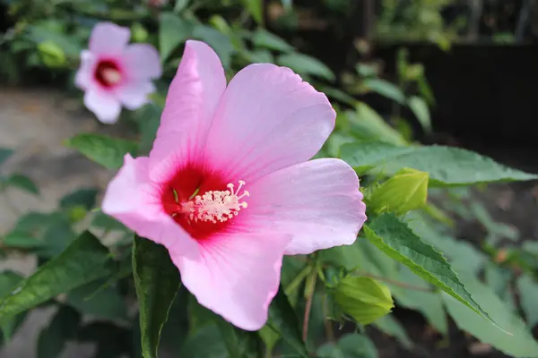 Floraison Rose Vif Hibiscus Fleur Sur Fond Vert Dans Jardin — Photo
