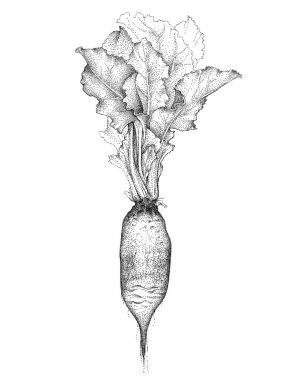 Porsuk alevi pancar kökü, yapraklı kapaklı sebze. İzole edilmiş beyaz arkaplanda el çizimi bir vektör illüstrasyonu.