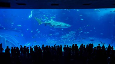 Birçok balık ve deniz canlısıyla çevrili büyük bir akvaryum tankında yüzen balina köpekbalığını izleyen ziyaretçi siluetleri..