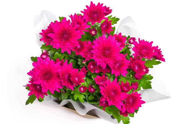 Chrysanthemum also known as the hardy mum and Florists daisy in dark red. It is a Chinese native that has been cultivated and decorated plant for over 2000 years.