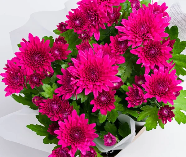 Chrysanthemum also known as the hardy mum and Florists daisy, in dark red It is a Chinese native that has been cultivated and decorated plant for over 2000 years.