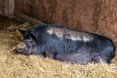 Büyük domuz samandan bir yatakta yatıyor.