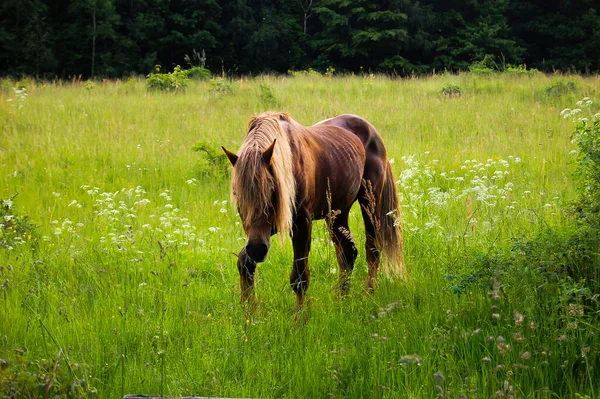 Лошадь Лугу Деревне — стоковое фото