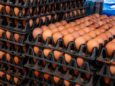 Bir tarımsal yumurta çiftliği fabrikasından tepsiler içinde kahverengi yumurta yığınları. Toptan piyasa için..