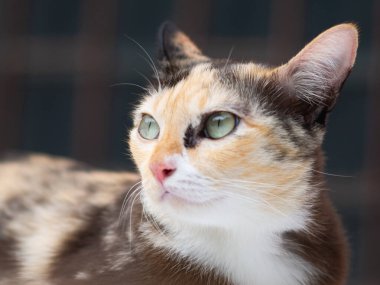 Yeşil gözlü bir kedinin yakın plan portresi..