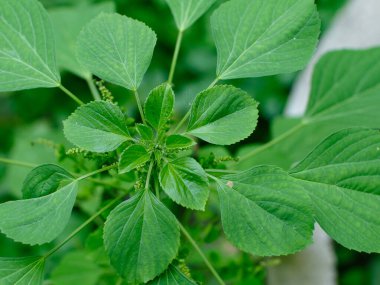 Hint akalizfasının Acalypha indica 'sı aynı zamanda Hint Merkür ya da Hint Nettle' ı olarak da bilinir. Tıbbî kullanımıyla ve köklerini evcil kedilere çekmesiyle tanınır. Kedi nanesi gibi özellikleri vardır..