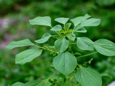 Hint akalizfasının Acalypha indica 'sı aynı zamanda Hint Merkür ya da Hint Nettle' ı olarak da bilinir. Tıbbî kullanımıyla ve köklerini evcil kedilere çekmesiyle tanınır. Kedi nanesi gibi özellikleri vardır..
