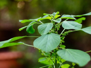 Hint akalizfasının Acalypha indica 'sı aynı zamanda Hint Merkür ya da Hint Nettle' ı olarak da bilinir. Tıbbî kullanımıyla ve köklerini evcil kedilere çekmesiyle tanınır. Kedi nanesi gibi özellikleri vardır..