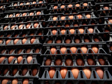 Bir tarımsal yumurta çiftliği fabrikasından tepsiler içinde kahverengi yumurta yığınları. Toptan piyasa için..