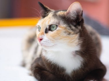 Yeşil gözlü bir kedinin yakın plan portresi..