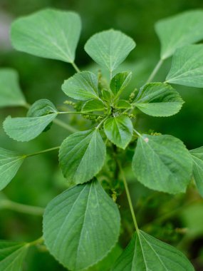 Hint akalizfasının Acalypha indica 'sı aynı zamanda Hint Merkür ya da Hint Nettle' ı olarak da bilinir. Tıbbî kullanımıyla ve köklerini evcil kedilere çekmesiyle tanınır. Kedi nanesi gibi özellikleri vardır..