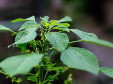 Hint akalizfasının Acalypha indica 'sı aynı zamanda Hint Merkür ya da Hint Nettle' ı olarak da bilinir. Tıbbî kullanımıyla ve köklerini evcil kedilere çekmesiyle tanınır. Kedi nanesi gibi özellikleri vardır..
