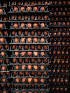 Bir tarımsal yumurta çiftliği fabrikasından tepsiler içinde kahverengi yumurta yığınları. Toptan piyasa için..