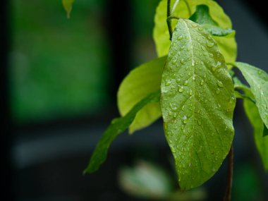 Taze doğa. Yağmurdan sonra çiyli yeşil yaprağı kapat..